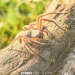 Huntsman Spider