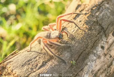 Memorable Encounter with a Huntsman Spider in Sydney